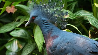 Visiting Animals in North Carolina Zoo  Asheboro  North Carolina  United States [upl. by Nolubez417]