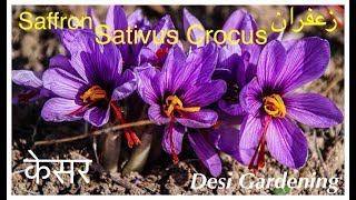 Grow Pure Saffron At Home  Complete stepbystep Guide  Desi Gardening [upl. by Lynd]