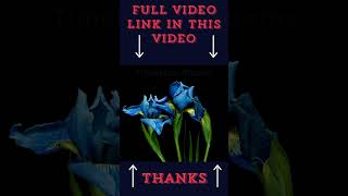 Timelapse Top Beautiful Flowers Must Watch shorts viral trending 29 [upl. by Erodasi357]