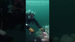 diver H loves metridium underwater scubadiving gopro ocean travel monterey metridium [upl. by Ykcaj186]