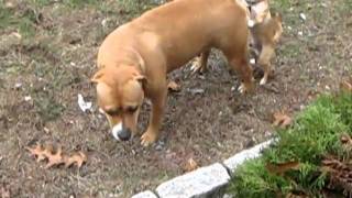 My chihuahua loves Nena the pitbull [upl. by Gladine]