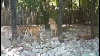 Kitty cat wants to play 😅 Old video of the tiger at the Bowmanville Zoo 😮 [upl. by Sregor]