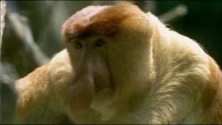 Natural World  Clever Monkeys Part 36 [upl. by Nojed]