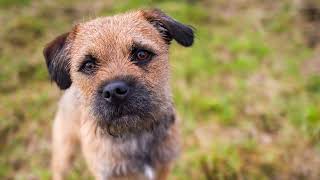 Border Terrier WOODY had een mooi verblijf in de Ardennen in BampB Ardenvie [upl. by Nylrem]