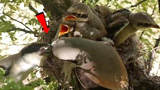 Parent bird just sharing food to feed her youngs BirdPlusAnimals [upl. by Oigaib]