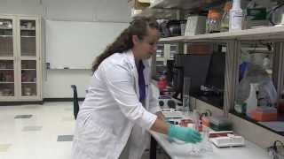 Electrophoresis Preparing a 1 Agarose Gel [upl. by Irami]