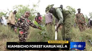 National Tree Planting Kiambicho Forest Karua Hill A Muranga County [upl. by Adnwahs328]