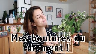 Bouturage en eau  mes petites boutures et sauvetage du moment   Vertbobo [upl. by Harding]