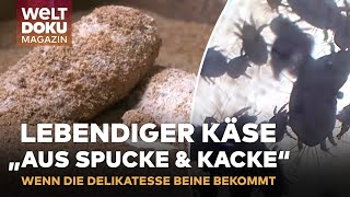 MAGISCHER MILBENKÄSE quotMilbenspucke amp Kackequot  Ein kulinarisches Abenteuer für alle Sinne  Magazin [upl. by Natsrik]