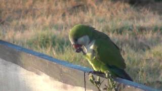 Monk Parakeets In The Wild  Myiopsitta monachus [upl. by Nairde]