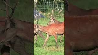 Spłoszone daniele uciekają nature deer jelenie wildlife [upl. by Herm]