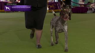 German Shorthaired Pointer An Overview of their Temperament [upl. by Nesnej]