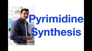 Pyrimidine Synthesis [upl. by Vardon]