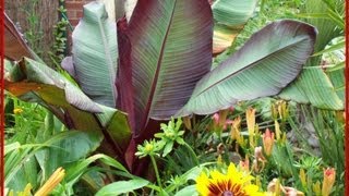 Tropical Garden in Lincolnshire England UK [upl. by Jolyn498]