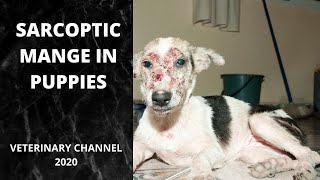 What Causes Sarcoptic Mange In Puppies  Scabies In Puppies [upl. by Kragh]