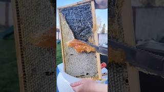 Our first attempt extracting honey [upl. by Pape543]