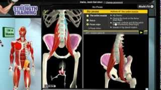 How Iliopsoas Muscles Work 3D Anatomy of Muscles in Motion [upl. by Obellia899]