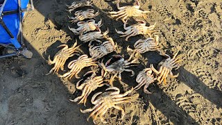 Catch amp Cook 🦀 Nothing but ACTION Dungeness crabs 🦀 Please like and subscribe ❤️ [upl. by Aramoix]