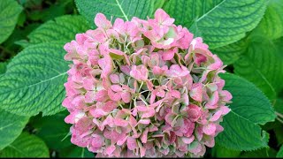 Hydrangeas With Lovely Autumn Color [upl. by Ramyaj]