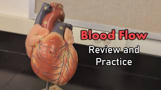 Blood Flow Review and Practice [upl. by Nitsur]