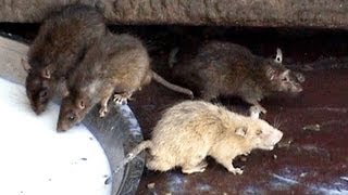 Meet the White Rat Karni Mata Hindu Temple Deshnok Rajasthan India [upl. by Nnylasor]