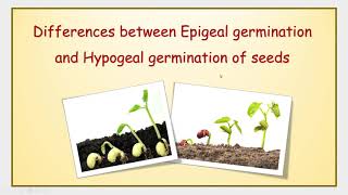 Differences between Epigeal germination and Hypogeal germination of seeds [upl. by Thormora]