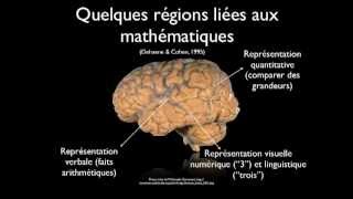 Comprendre le fonctionnement du cerveau pour mieux enseigner [upl. by Skcirdnek]