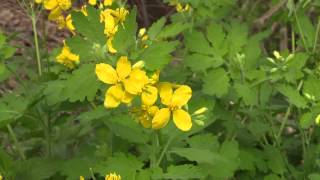 Chelidonium majus  Schöllkraut Greater Celandine Tetterwort [upl. by Annaehr161]