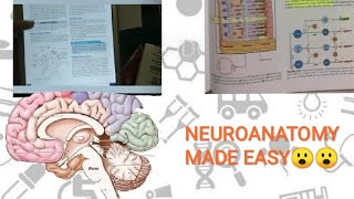 Neuroanatomy made easy Books to read How to study Neuroanatomy effectively [upl. by Kalin]