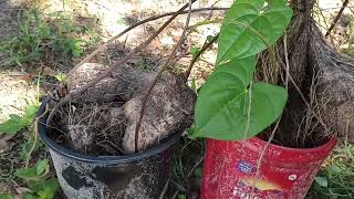 Huge Yams Begin Their Grow Season 52224 [upl. by Nilecoj]