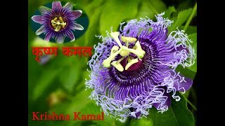 Krishna Kamal  Passion flower  Passiflora [upl. by Moriah]