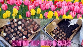 Planting Tulip bulbs in Crates Gardening Cut Flowers [upl. by Enaht]