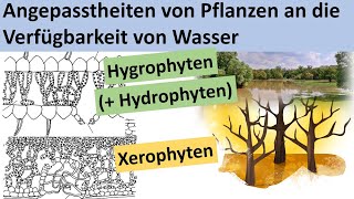 Xerophyten Hydrophyten Hygrophyten  Angepasstheit von Pflanzen an die Verfügbarkeit von Wasser [upl. by Demeter]