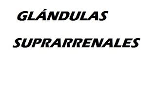 Glandulas suprarrenales [upl. by Ireland]