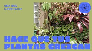 El mejor fertilizante para todo tipo de plantas CASERO Y NATURAL gracielaherman [upl. by Dayna]