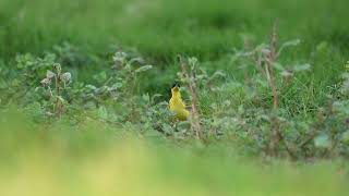 Black headed wagtail Motacilla flava feldegg [upl. by Meridel]