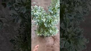 Let’s propagate aralia plantvariegated aralia from cuttingsyoutubeshorts shorts trending [upl. by Landsman]