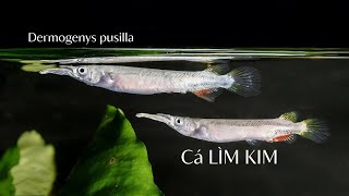 Câu chuyện về cá Lìm Kim  Dermogenys pusilla [upl. by Ravi]