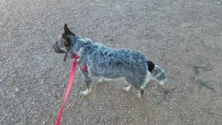 Blue heeler dog aggression human aggression first day [upl. by Arondel246]