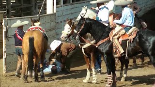 54  Lo MEJOR de los COLEADEROS  Lienzo Charro LOS PALOMINOS  California [upl. by Farley]