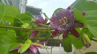 giant granadilla passion fruit vine flowers bloom sept212017 [upl. by Llenreb]