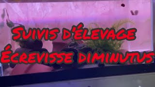 Écrevisse diminutus suivis d’élevage [upl. by Eidnil851]