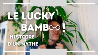 Le Lucky Bamboo  histoire dun mythe  entretien du Dracaena sanderiana [upl. by Amoihc]