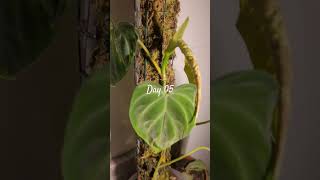 Verrucosum Chronicles Day 05 aroids plants philodendron [upl. by Anyrb]