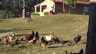 video para relajarse LOS CAMPOS más hermosos de Republica Dominicana [upl. by Ear877]