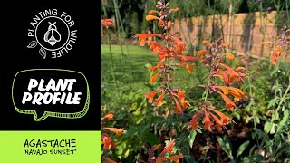 Plant profile  Agastache Navajo Sunsetquot [upl. by Rheims]