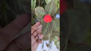 My episcia has a flower episcia flowers [upl. by Ennahgiel]