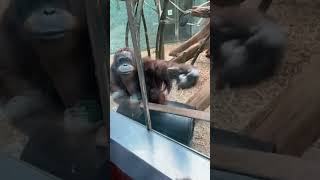 Adorable Encounter Gorilla and Orangutan Moms React to Human Babies 🦍🧡👶 MyPetsie [upl. by Norine]