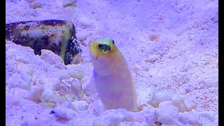 イエローヘッドジョーフィッシュ Yellowhead jawfish Opistognathus aurifrons [upl. by Atnamas]