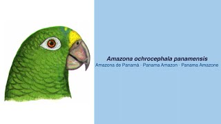 Video Encyclopedia of Parrot Species  308 Amazona ochrocephala panamensis [upl. by Colwell]